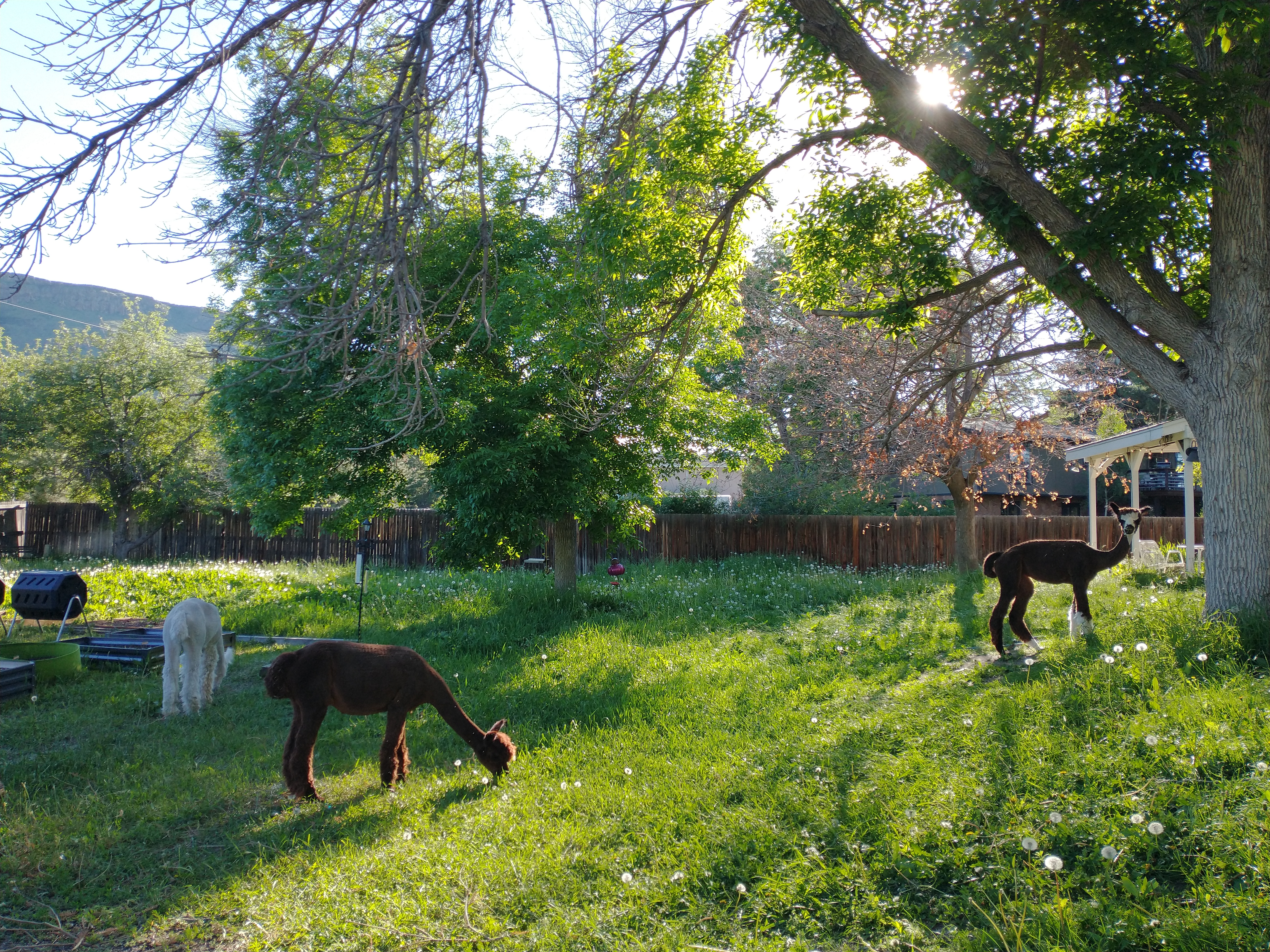 IMG_20210604_181027748