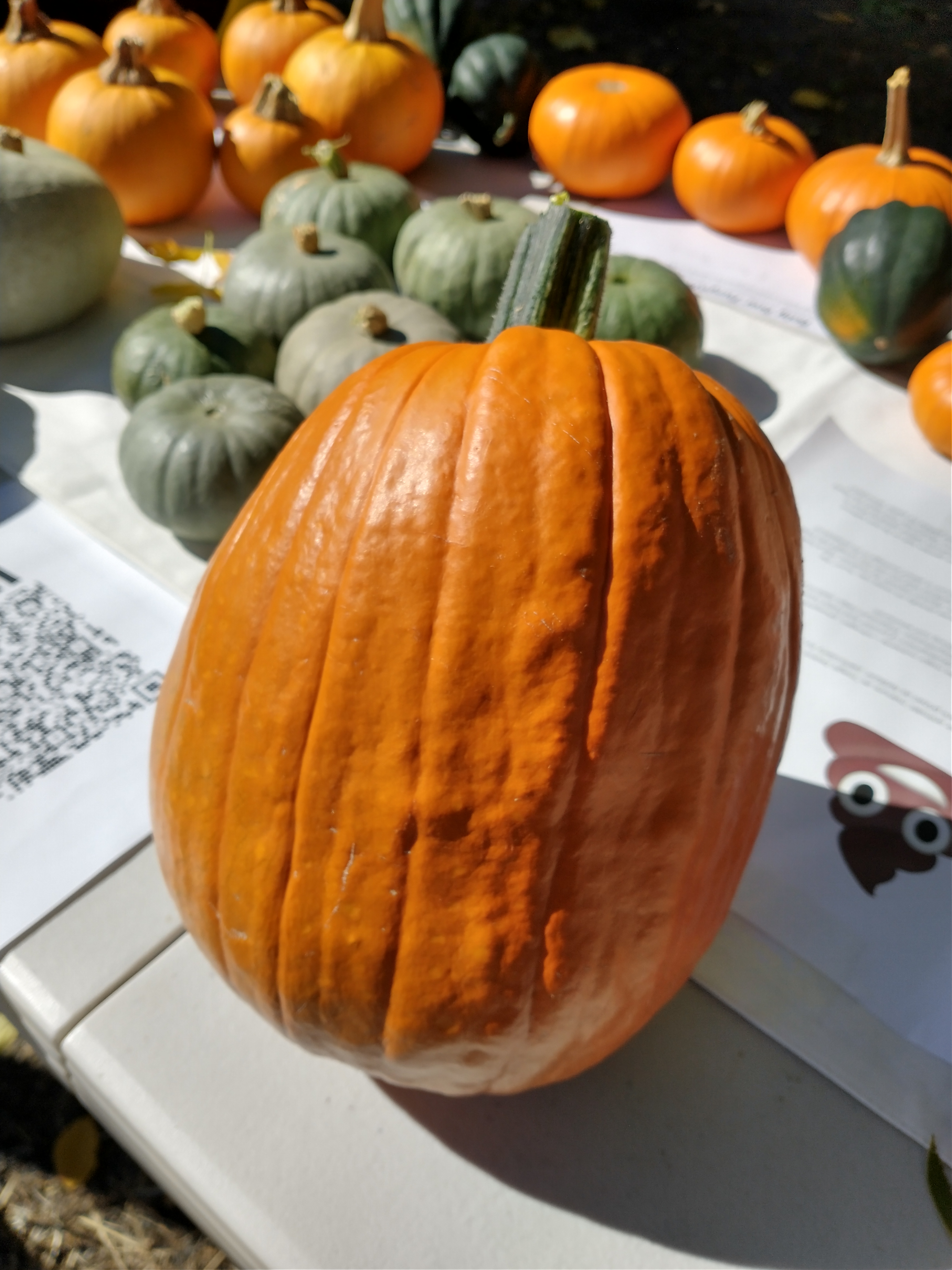 IMG_20211009_114345683_HDR