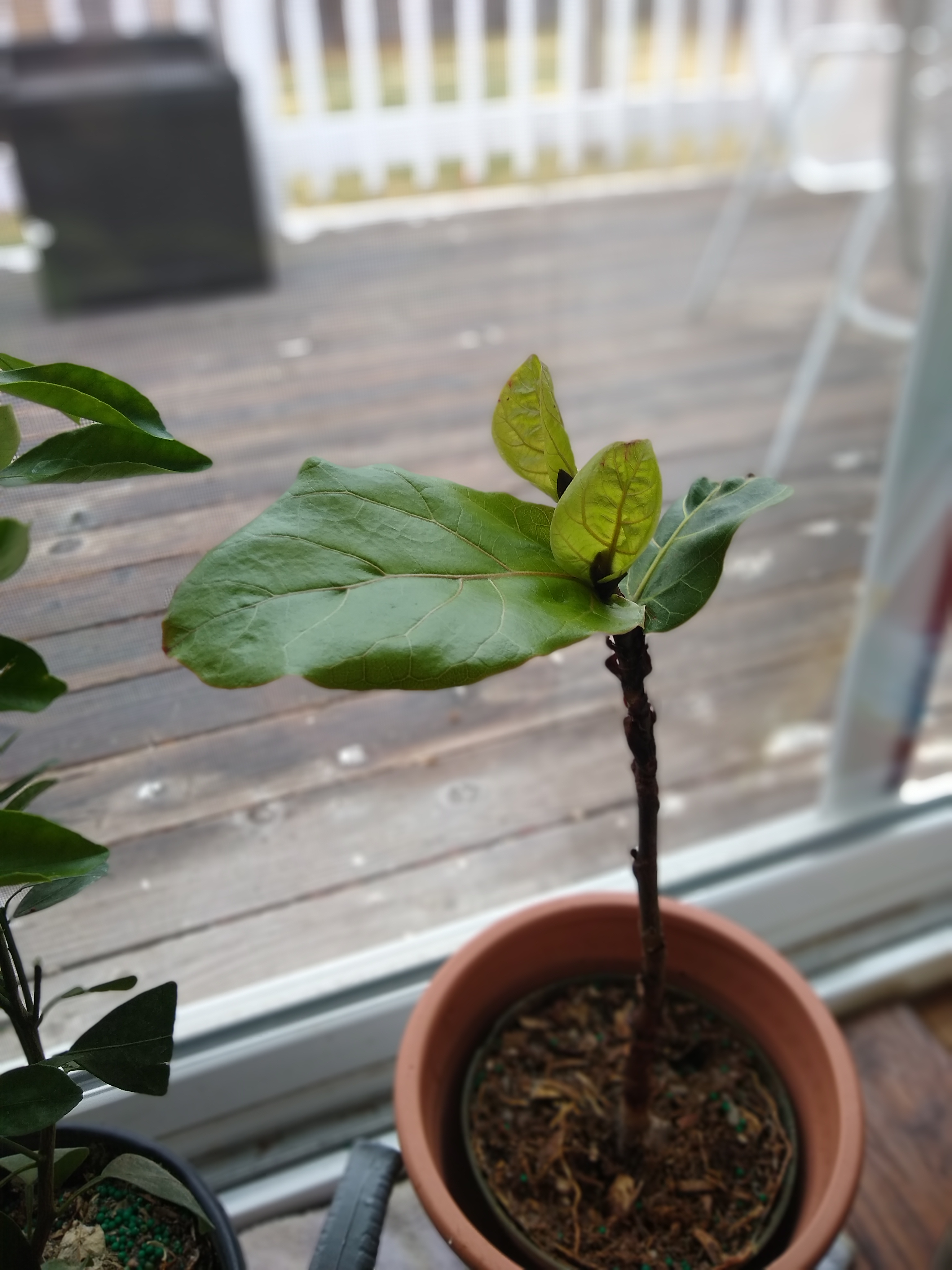 IMG_20200317_094918587_PORTRAIT