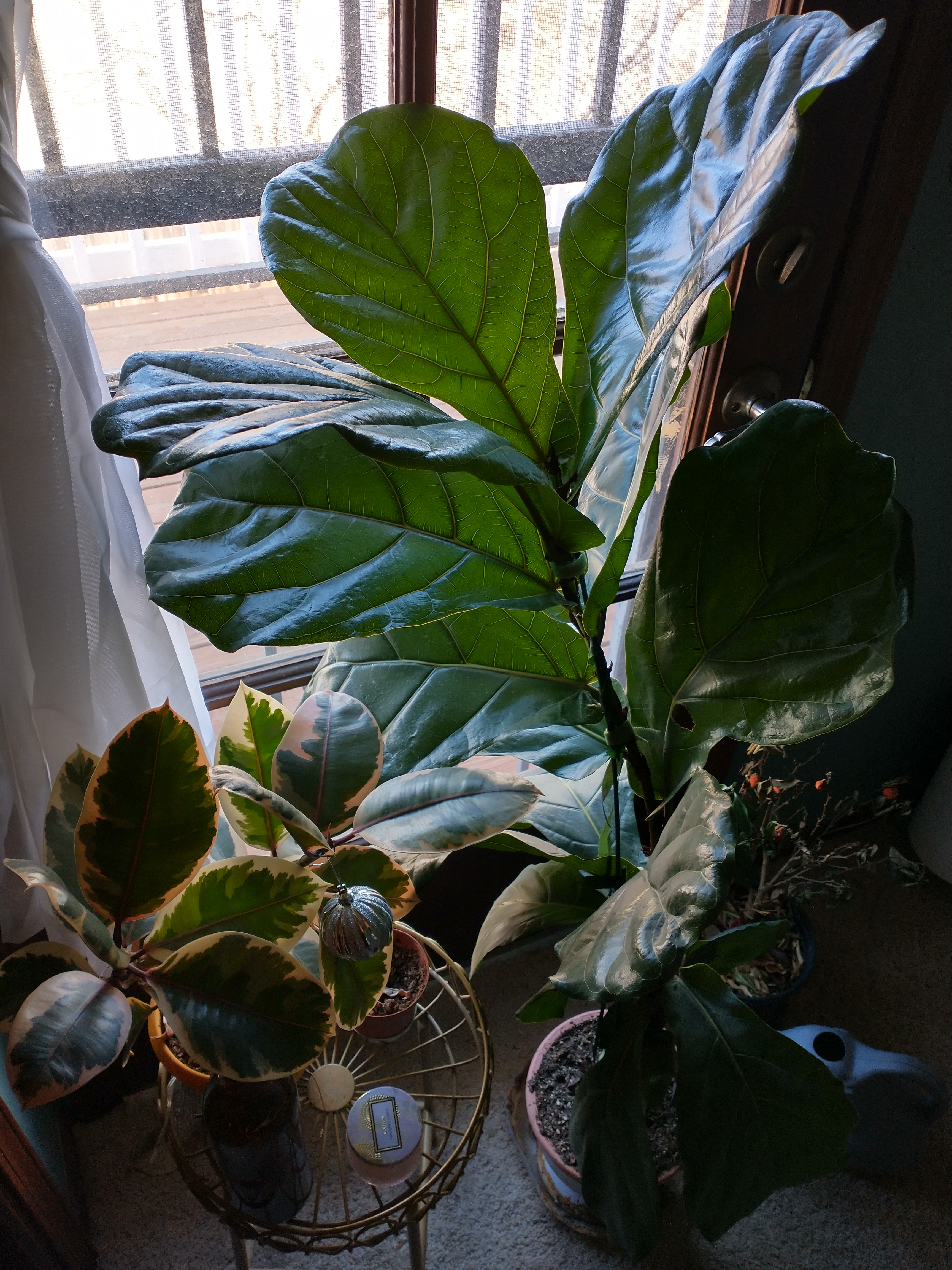 IMG_20220113_101816554_HDR