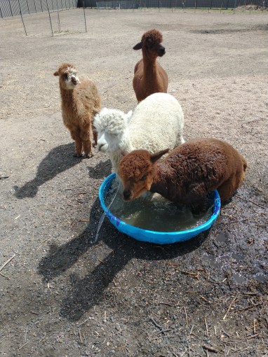 IMG_20220409_125333029